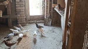 ПОЧТОВЫЕ ГОЛУБИ 🕊️🕊️. ОСЕННИЙ ОБЗОРЧИК.