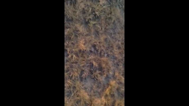 Белый патруль и коза)) смотреть онлайн