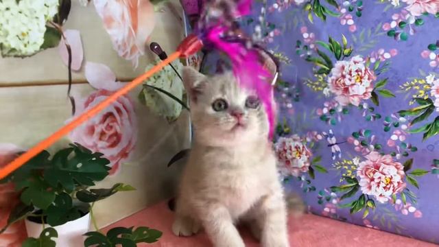 Британский котёнок играет.