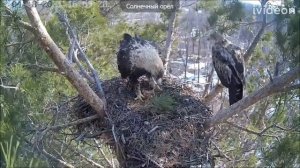 Гнездо орла (Aquila heliaca) 08042021