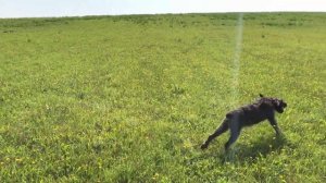 Убрали погонку у собаки