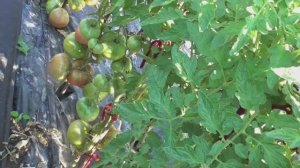 Выбираем томаты на будущий сезон. Стоит ли применять АГРОТКАНЬ - МУЛЬЧУ В ОГОРОДЕ? Ответы зрителям.