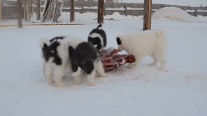 Якутики обедают вкусняшкой =) Якутская лайка щенки .Yakutian Laika puppies.
