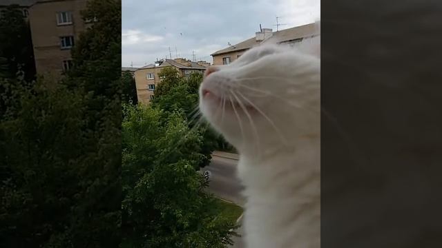 Смешные коты, приколы с котами, приколы, ангора, турецкая ангора, веселые кошки, ласточки, лето смотреть онлайн