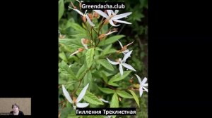 Гилления Трехлистная