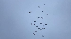 Красные Николаевские голуби в Енакиево