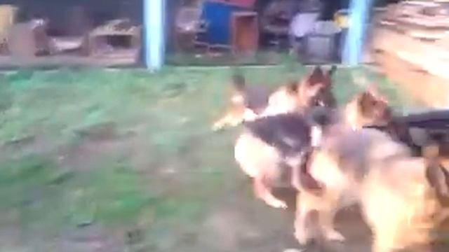 Выгул собак смотреть онлайн