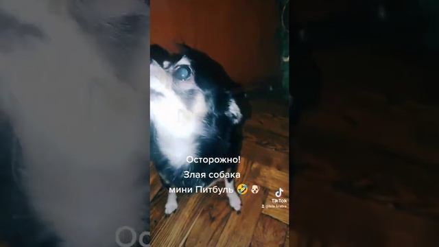 Осторожно‼️ Злая собака мини Питбуль 🤣🐶 #злаясобака #лола #собака #миничихуахуа #ютуб