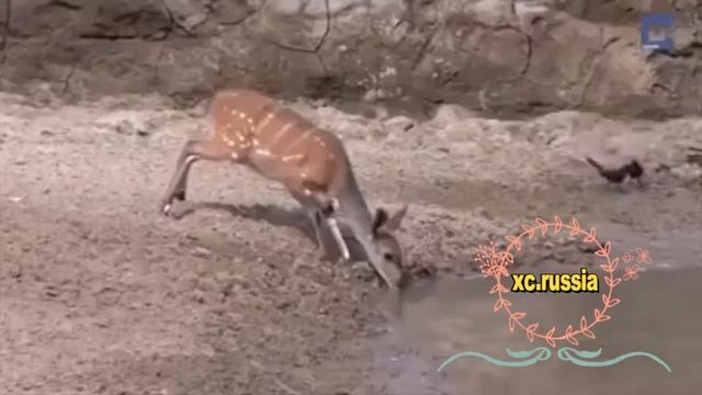 Шокирующая атака крокодила (18+) смотреть онлайн