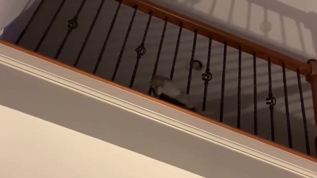 NEW Naughty Cats Enjoy Fun On Slide - Кошки играют с игрушками смотреть онлайн