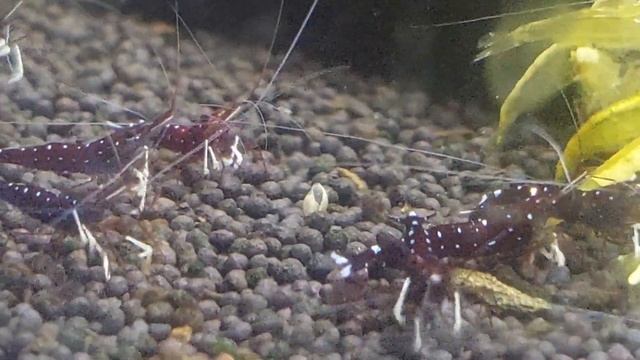 Креветки кардинал, жёлтый неон, улитка тиломелания "полька" смотреть онлайн