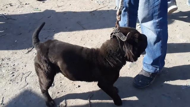 ИТ БАЗАР 15.03.20.//СОБАЧИЙ РЫНОК БИШКЕК//ПАРОДЫ СОБАК НОМЕРА ХОЗ-А смотреть онлайн