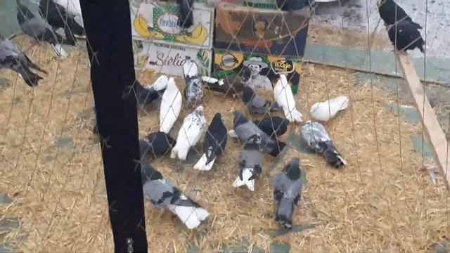 Продаю своих голубей на ярмарке в Новошахтинске. Николаевские голуби. Pigeon Fair. Bird Market.