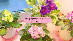 Обзор Цветущих Фиалочек 25.12.2024!