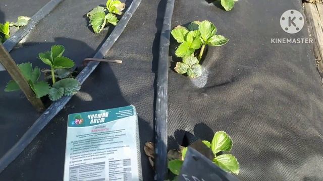 Весняна підгодівля полуниці. Стимулюю відновлення після граду!