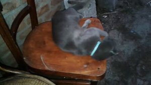 Кошка хочет кота.