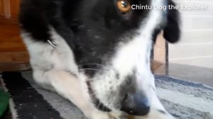 Chintu dog's reaction on Pedigree Dentastix first time. || Chintu dog the Explorer