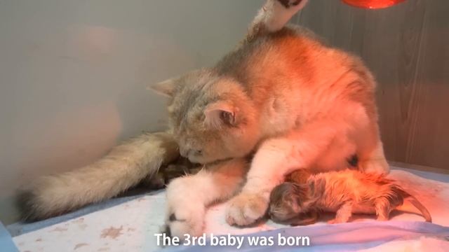 Cat Giving Birth To 4 Kittens❗ Kittens Were In A Breech Position