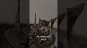 Ooes - сквозь мои пальцы тянется лето || speed up