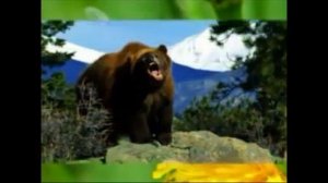 НЕ ДРАЗНИТЕ СОБАК (+) слова