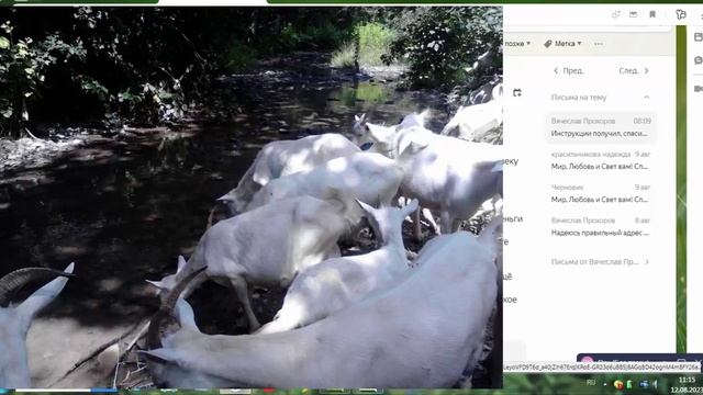 Цените козоводов!!! О чём пишет козовод? смотреть онлайн