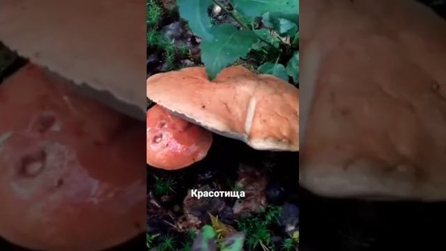 Красавцы грибы на затерянных островах! Озерный край! Гора брусники! Отпуск в Карелии!