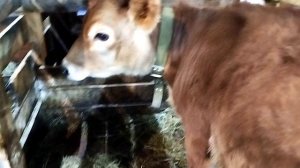 КОЗЛЯТА КОТЯТА РАСТУТ 🐐МАТЮША ГОТОВИТСЯ К ОТЕЛУ❄️ватсапп козлята в продаже.89611570044