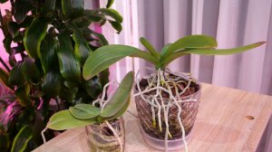 Две БАБЫ у Татьяны и мои задохлики 😄 Советы от Татьяны по посадкам и содержанию.