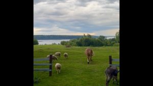 #лошадь 🐎 #осел #будниотшельника