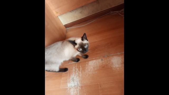 Всем! Доброго ! С Вами  и   приветствуем  всо Рictura-сериал Кошкин дом в Разцвете123сери