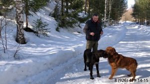 Как отучить собаку бояться выстрела