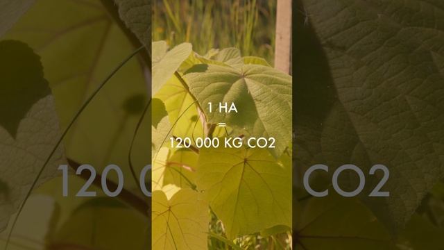 FUNDACJA CO2 ABSORBER 1 DE1