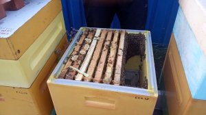 Отводок Бакфаст