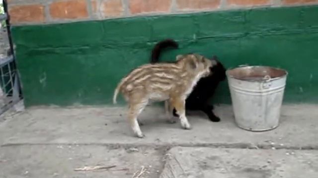 Кот vs дикий поросенок (Cat vs wild pig).wmv смотреть онлайн