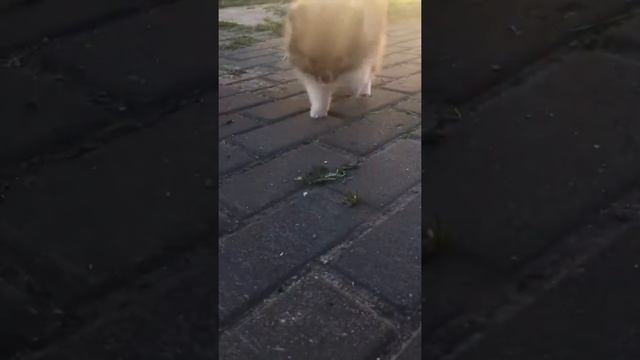 Девочка шпиц пати колор (бело-рыжая) смотреть онлайн