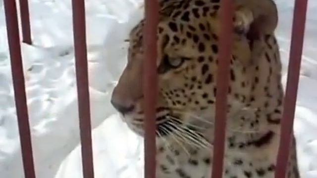Леопард ударил оператора смотреть онлайн