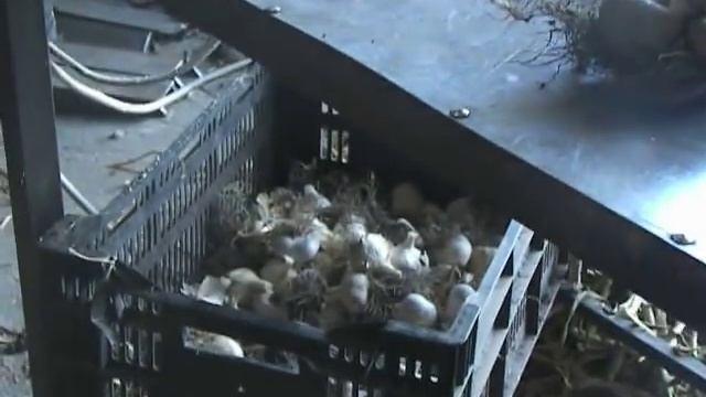 Обрезка чеснока смотреть онлайн