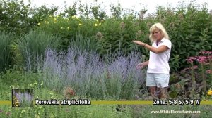 Perovskia atriplicifolia