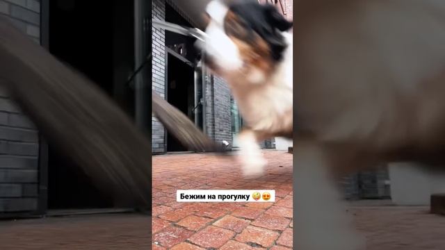 #dog #дрессировка #кинолог #собака #овчарка #москва