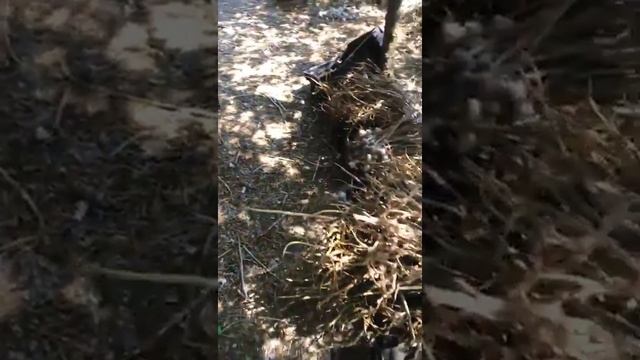 Обрезка чеснока смотреть онлайн