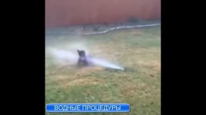 Песня водные процедуры собакины любители купатся