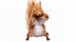 Футажи белки под Песенку  Рыжехвостенькой  Белочки