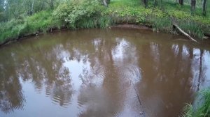 Рыбачим окуня
