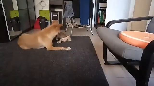 Как кошка с собакой 2 смотреть онлайн