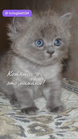 Котята - это мимими!