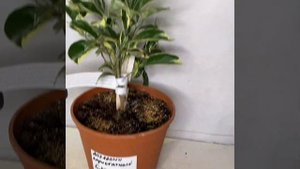 Апельсин вариегатный / 55 C. sinensis "Foliis variegatis"
