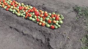 Как использую мелкие зеленые помидоры