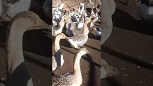 Гуси разных возрастов, крупный серый, ваньси и Холмогоры.