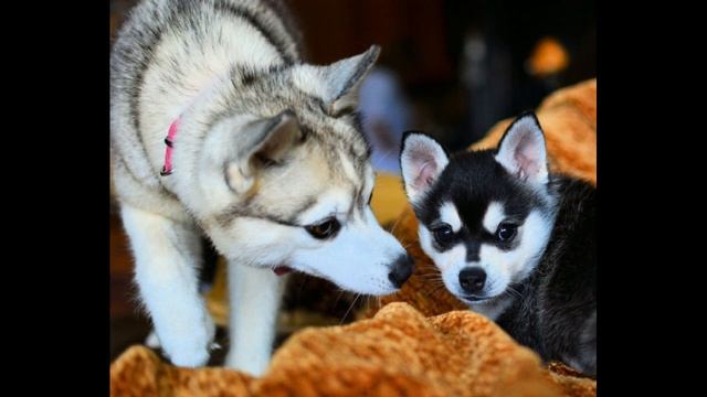 Аляскинский кли кай. Мини хаски. смотреть онлайн