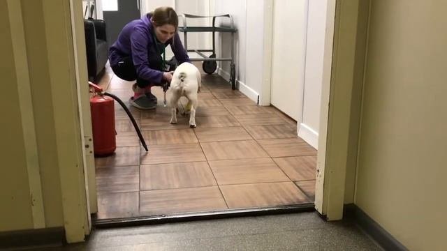 Спастический амбулаторный тетрапарез у французского бульдога / Spastic Tetraparesis In Dog
